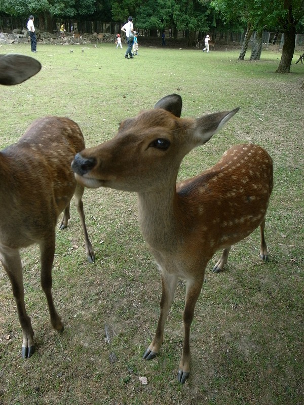 奈良公園の鹿_a0118632_05054.jpg