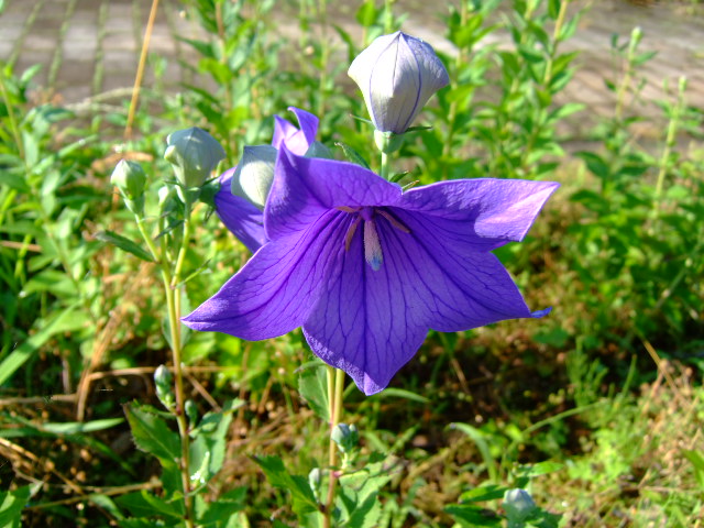 秋の七草探し.....散歩!_b0137932_1474920.jpg