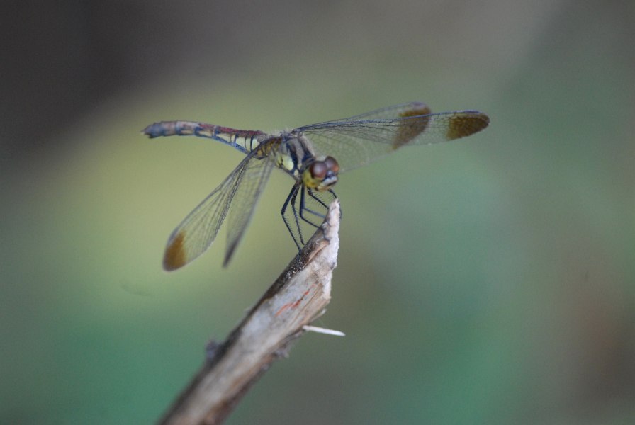 c0172139_01876.jpg