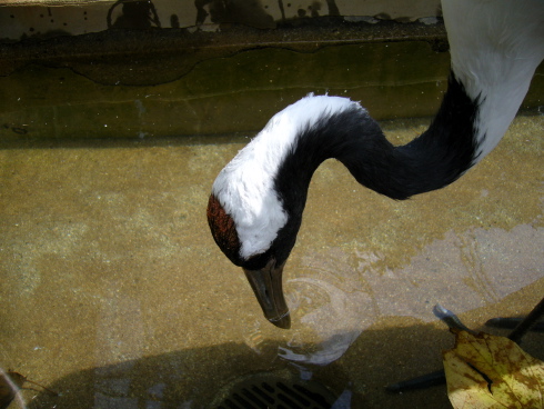 （大阪名所）大阪市天王寺動物園_f0111040_6411610.jpg