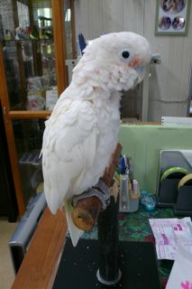 アカビタイムジオウムさんと７年ぶり の再会 人 鳥 社会の幸せのために