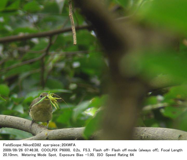 2009.9.26 秋ヶ瀬公園・子供の森_c0062451_1935395.jpg