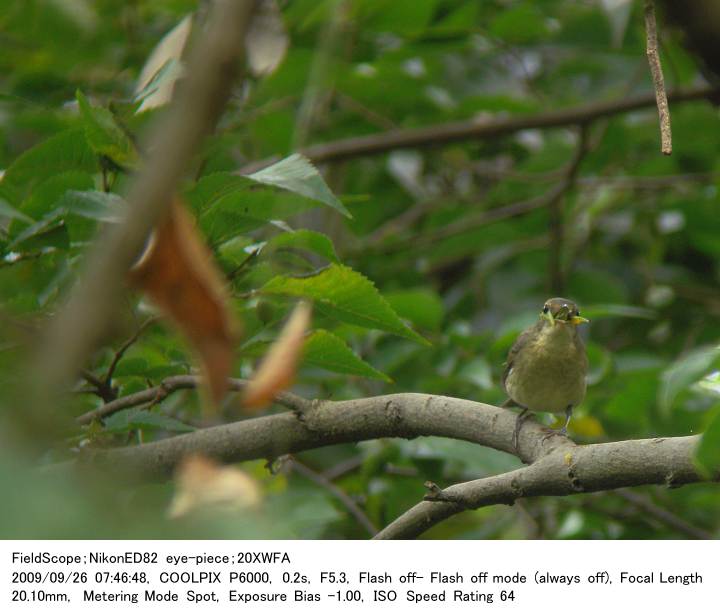 2009.9.26 秋ヶ瀬公園・子供の森_c0062451_194612.jpg