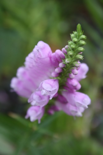 花虎ノ尾_c0118352_55537.jpg