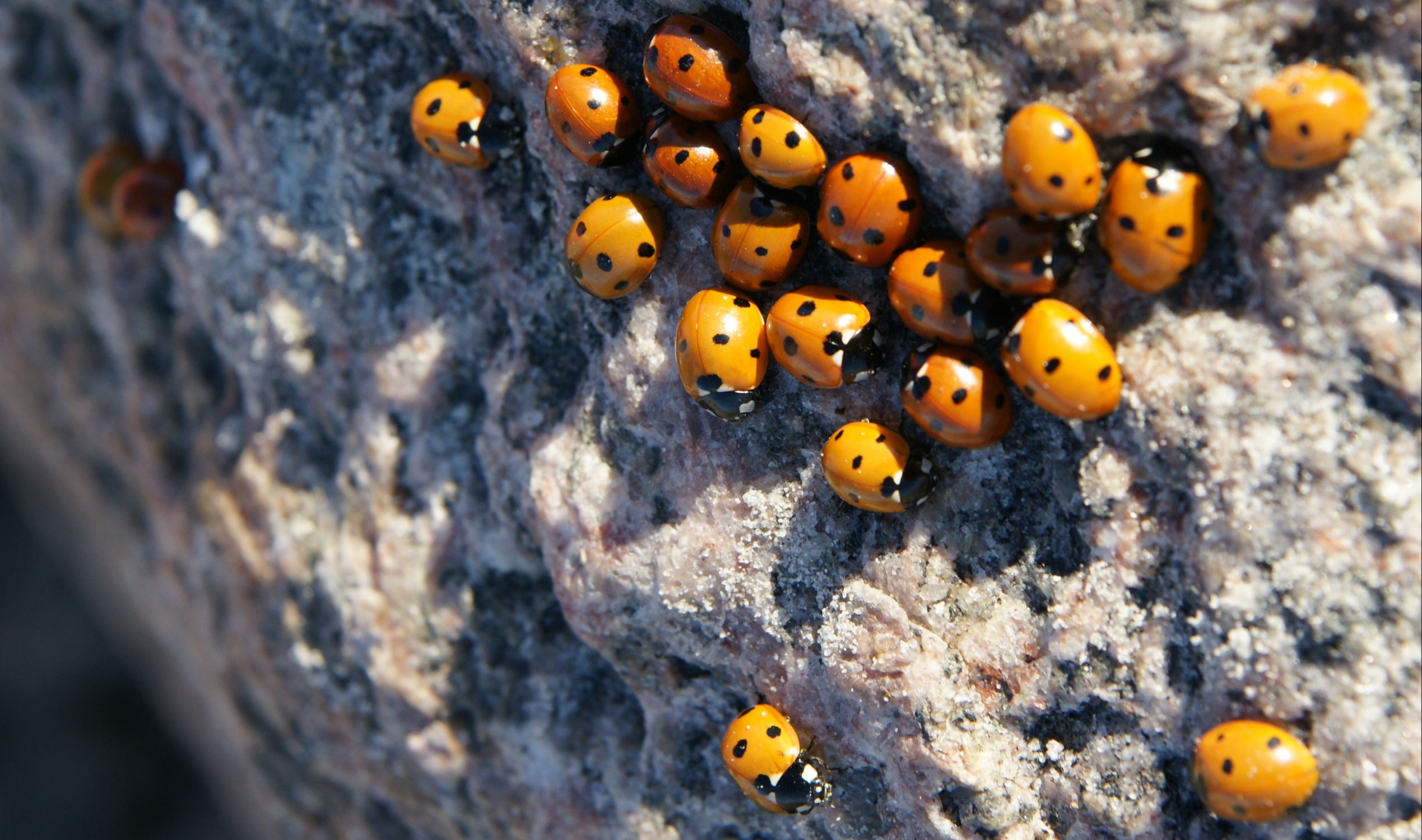 北欧 x てんとう虫 : Long Journey （スウェーデン編）