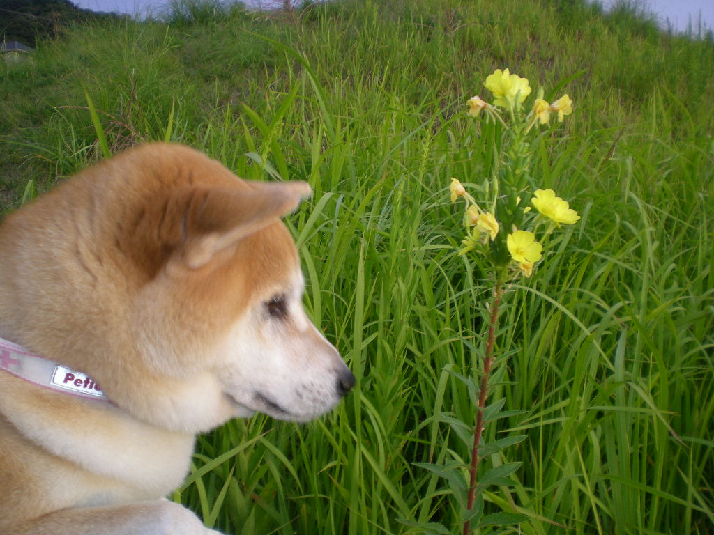 ２００９年９月２６日（土）透明水彩画の自習レッｽﾝ！_f0060461_15331231.jpg