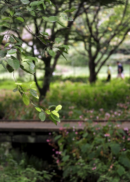 秋の野川公園 その一_b0131167_16352193.jpg