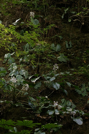 e0054067_221436.jpg