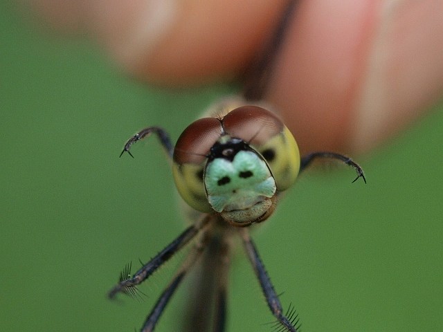 彼岸花の季節_b0135573_18274362.jpg