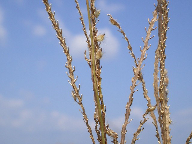 目立たない植物達・・・・・♪_d0054276_19551192.jpg