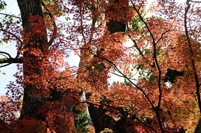 09.9.26「京都も紅葉」_c0085877_6451993.jpg