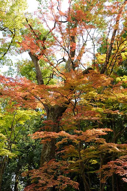 09.9.26「京都も紅葉」_c0085877_6453076.jpg