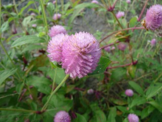 e0046477_15333962.jpg
