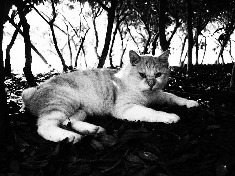 湖畔の猫_c0109780_22583730.jpg