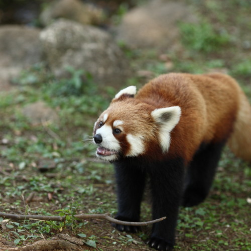 市川動植物園_d0110380_2232373.jpg