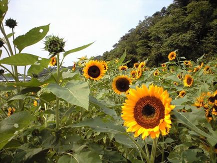 博多駅まつり ~ 福間つれづれ_b0005281_2133374.jpg