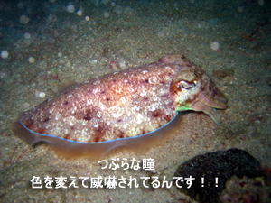 どんぶらこっ、どんぶらこっとピピ島へ_f0144385_2359667.jpg