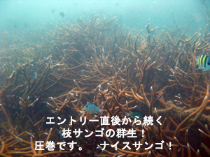 その名はダテじゃない!? ナイスコーラル島!_f0144385_7443282.jpg