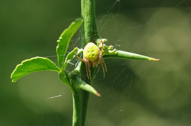 e0070891_17563167.jpg