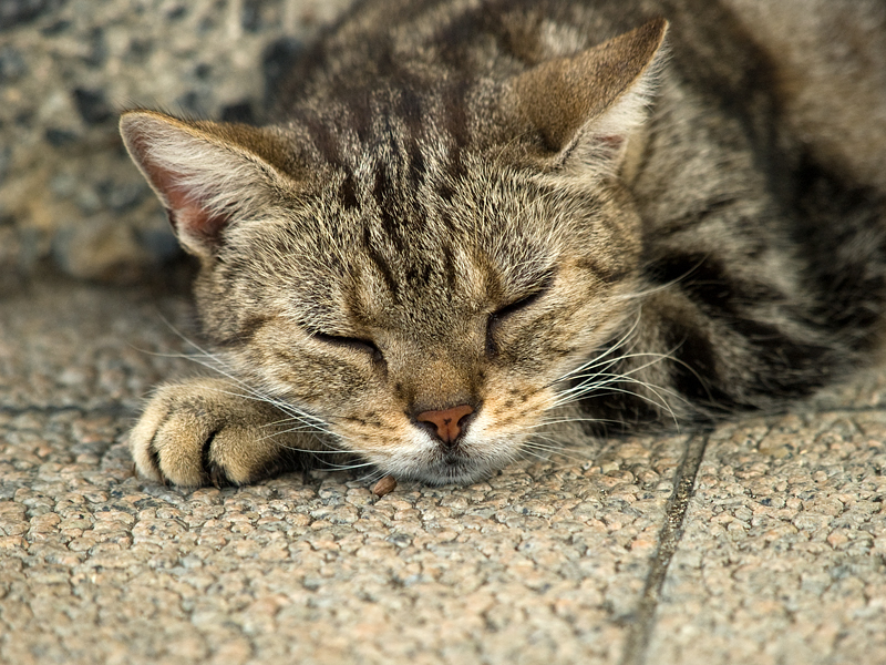 広島の猫#265_c0191394_2246434.jpg