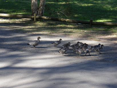 橋本公園へ自転車で散歩_c0210201_20115933.jpg