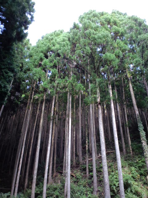 和歌山②_a0088007_1733998.jpg