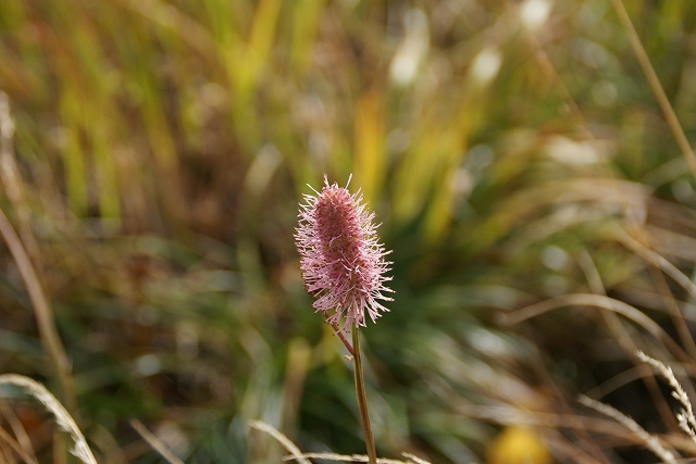 e0062207_1810235.jpg
