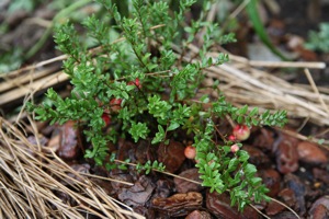 クランベリー移植 クランベリーチョコマフィン 世話要らずの庭