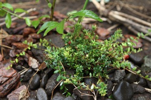 クランベリー移植 クランベリーチョコマフィン 世話要らずの庭