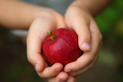 果樹苗 リンゴ クラブアップル アルプス乙女 特大株 果樹苗 リンゴ
