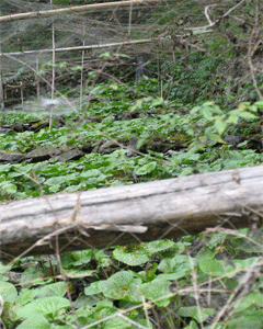 c0198717_21122892.gif