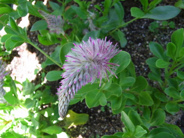 長居植物園のトンボ・睡蓮・彼岸花・沼杉・プティロータス_a0037019_0245017.jpg