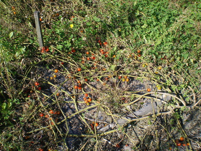 c0124619_3432269.jpg