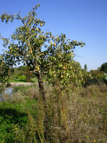 c0124619_3442352.jpg