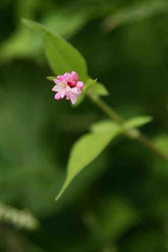 初秋の花に会いにin姫木平17   　　ミゾソバ_a0040021_030365.jpg