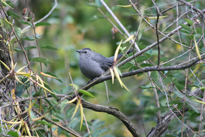 004 Leslie Street ~野鳥の会?~_c0211532_11522943.jpg