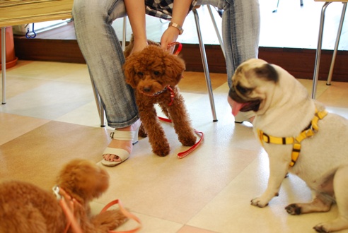 初めての子犬の勉強会_c0099133_1916516.jpg