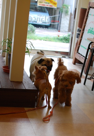 初めての子犬の勉強会_c0099133_19172736.jpg