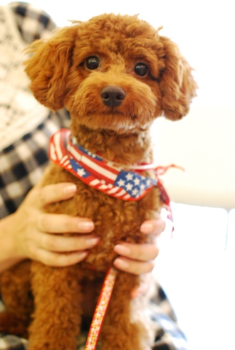 初めての子犬の勉強会_c0099133_19175043.jpg