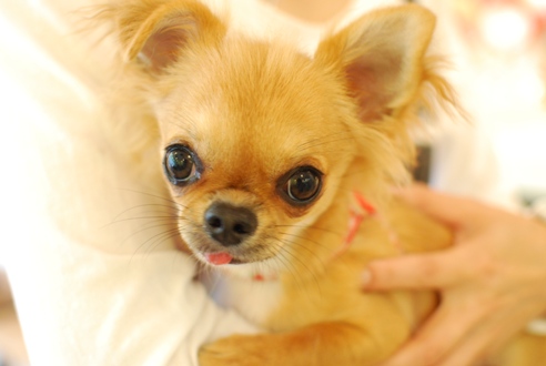 初めての子犬の勉強会_c0099133_1918255.jpg