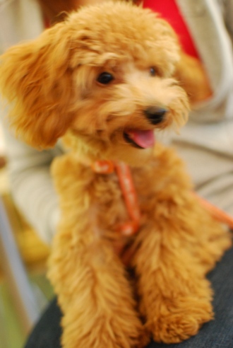 初めての子犬の勉強会_c0099133_19254011.jpg