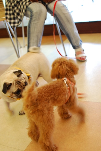 初めての子犬の勉強会_c0099133_1926292.jpg