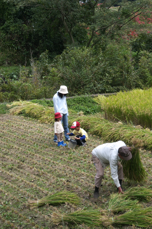 日向薬師　彼岸花　2009-9-26_c0153534_20233338.jpg