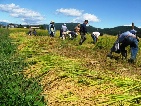 白馬錦さんの稲刈り_b0140235_265263.jpg