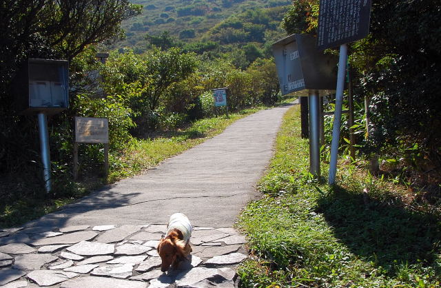 マーサと一緒に久住山（１）_e0056537_1126464.jpg