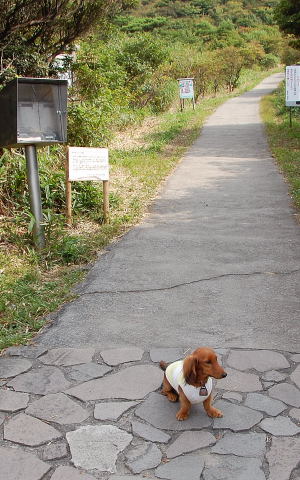 マーサと一緒に久住山（２）_e0056537_11471175.jpg