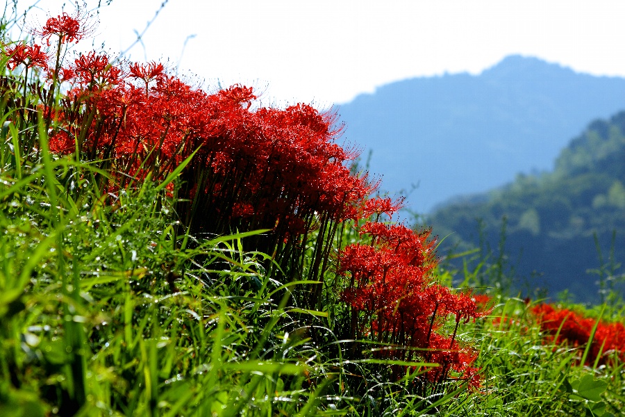 彼岸花_e0077041_12104243.jpg