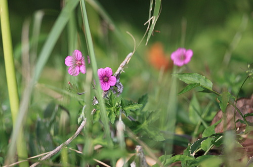 b0066947_95166.jpg