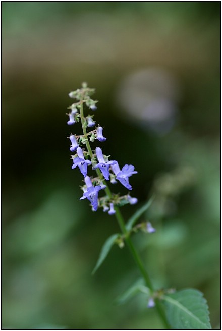 作手に咲く秋の花_e0091347_10414019.jpg