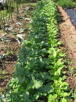 秋野菜を一気紹介_c0063348_8462581.jpg
